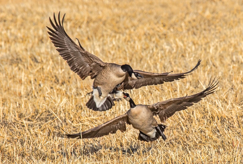Canada Goose Agression