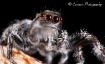 Spider Details