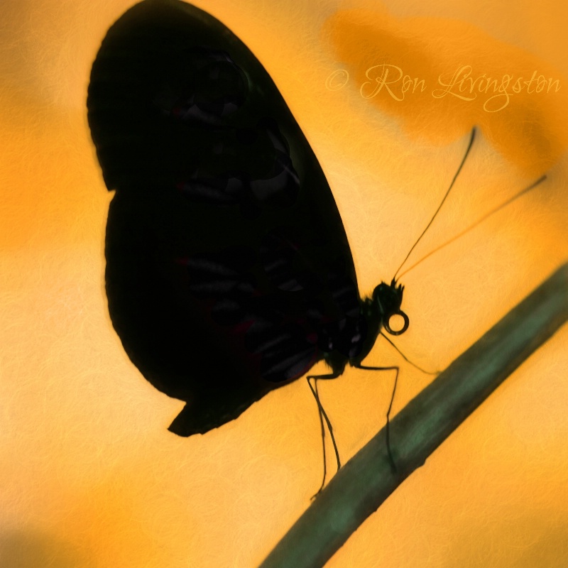 Silhouette of Butterfly