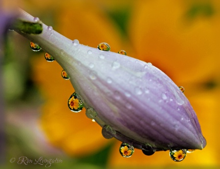 Refractions on hosta bud