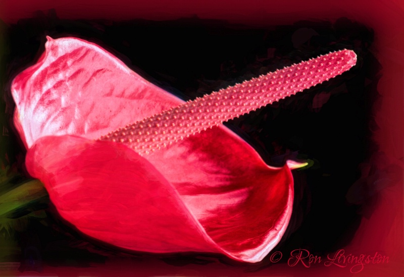 Pink Anthurium