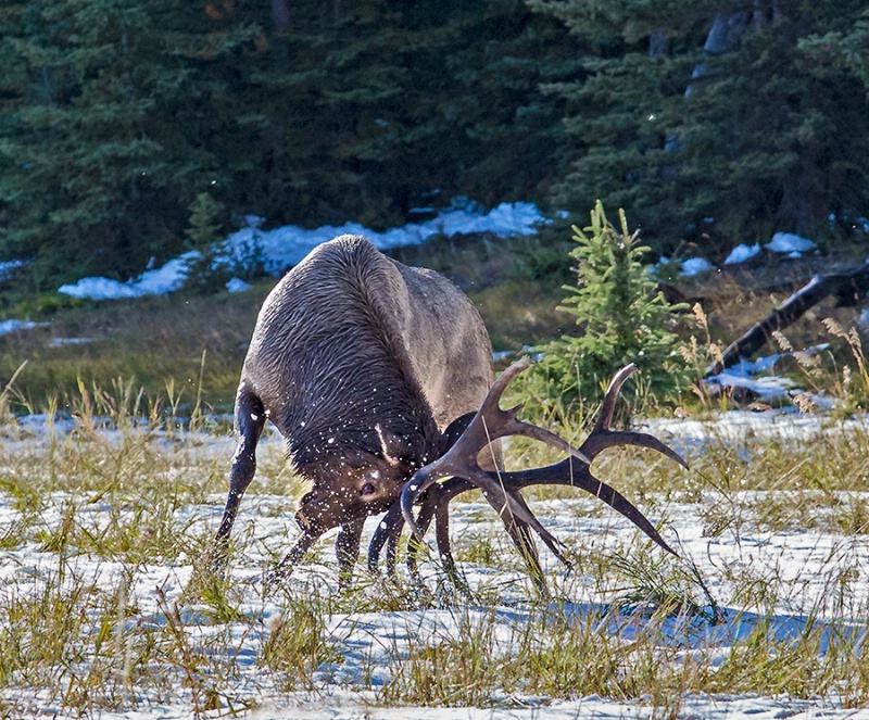 Elk Digging in the Snow