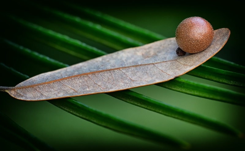 Live Oak Gall