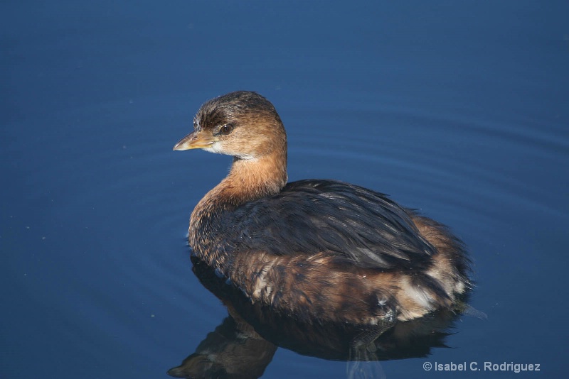 Pied Billed Grebe Float