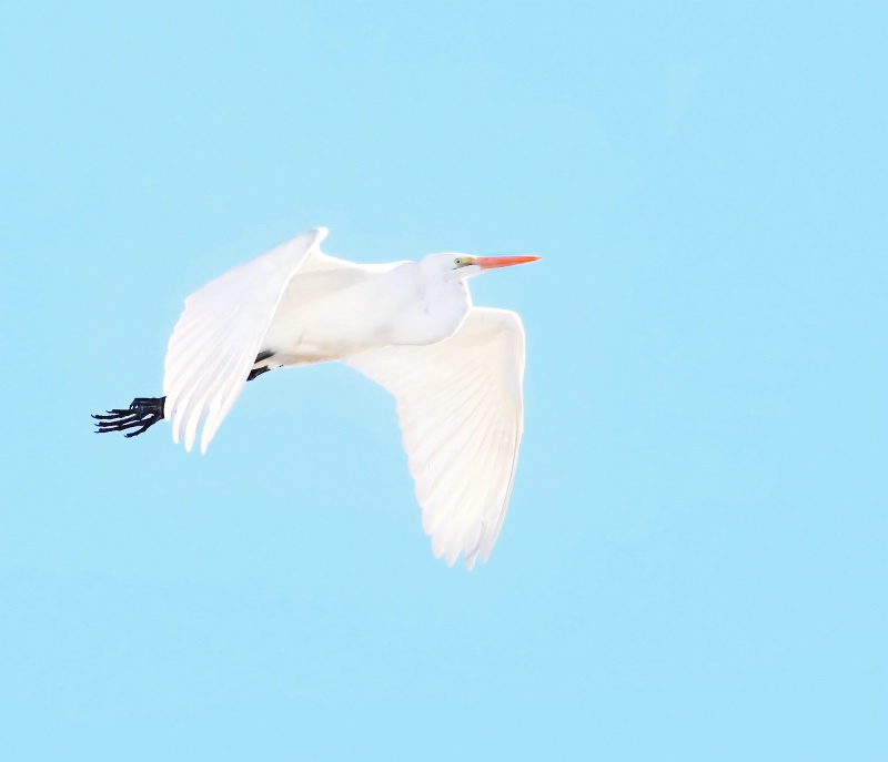 Great White Egret-Flight
