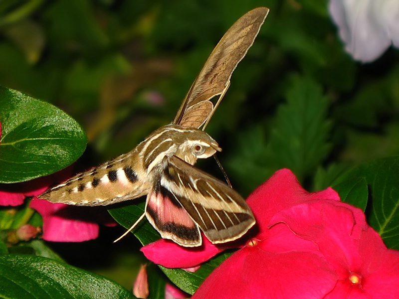 White-Lined Sphinx Moth