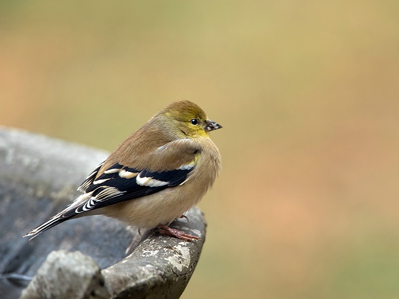 Puffy Goldfinch