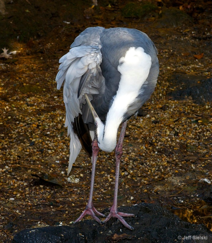 This Is A Little Awkward!! White-Naped Crane