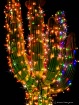 Merry Cactus