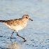 © Leslie J. Morris PhotoID # 14790391: Black-bellied Plover