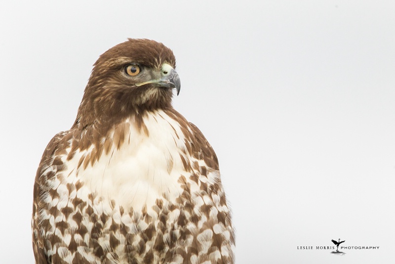 Red-tailed Hawk - ID: 14790398 © Leslie J. Morris