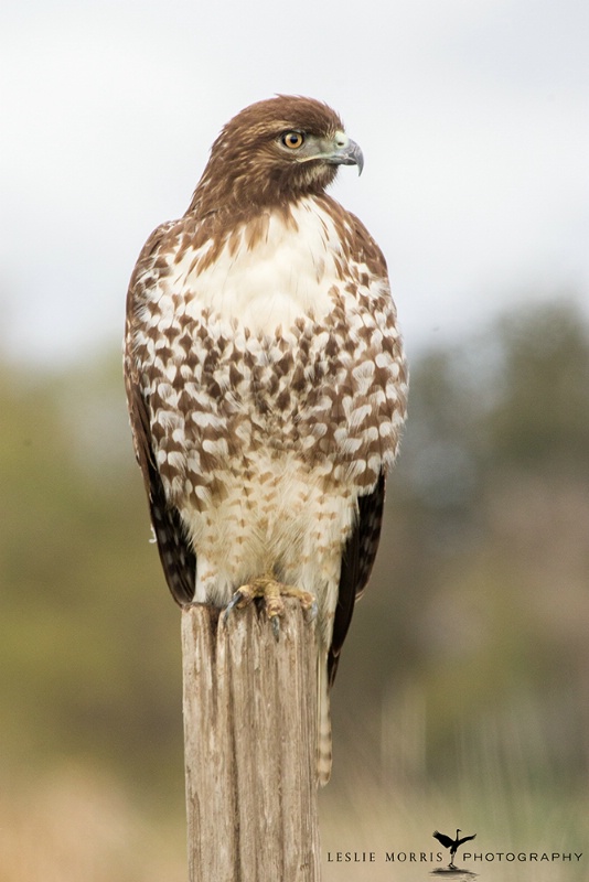Red-tailed Hawk - ID: 14790399 © Leslie J. Morris