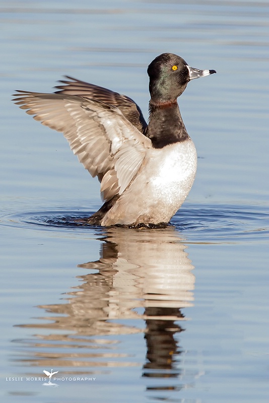 Ring-necked Duck Drake - ID: 14790400 © Leslie J. Morris
