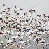 © Leslie J. Morris PhotoID # 14790401: Grind of Snow Geese