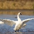 © Leslie J. Morris PhotoID # 14790402: Tundra Swan