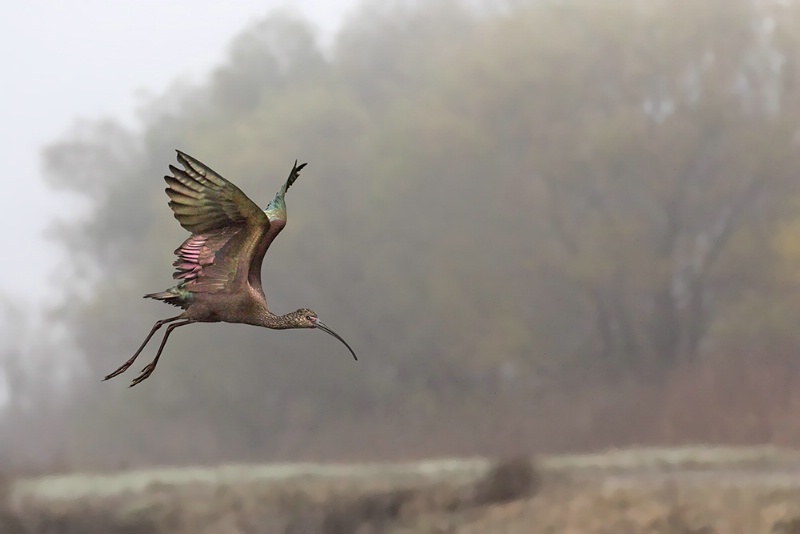 Ibis In Flight