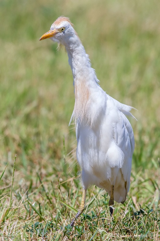 Cattle Egret - ID: 14790443 © Leslie J. Morris