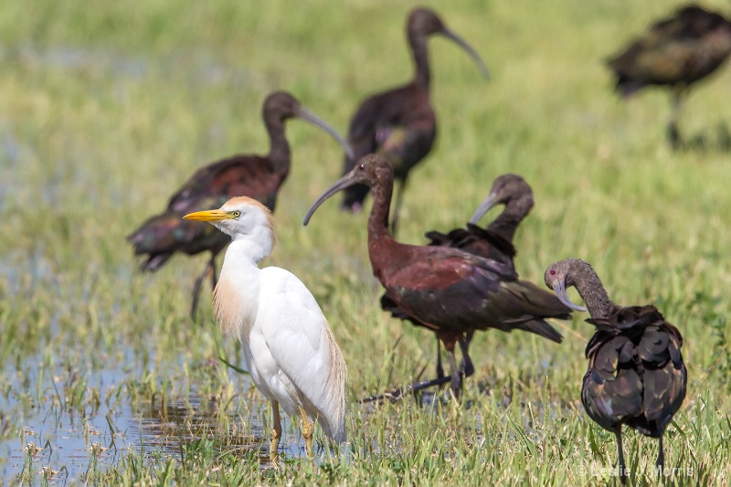 Cattle Egrets and White-faced Ibis - ID: 14790451 © Leslie J. Morris