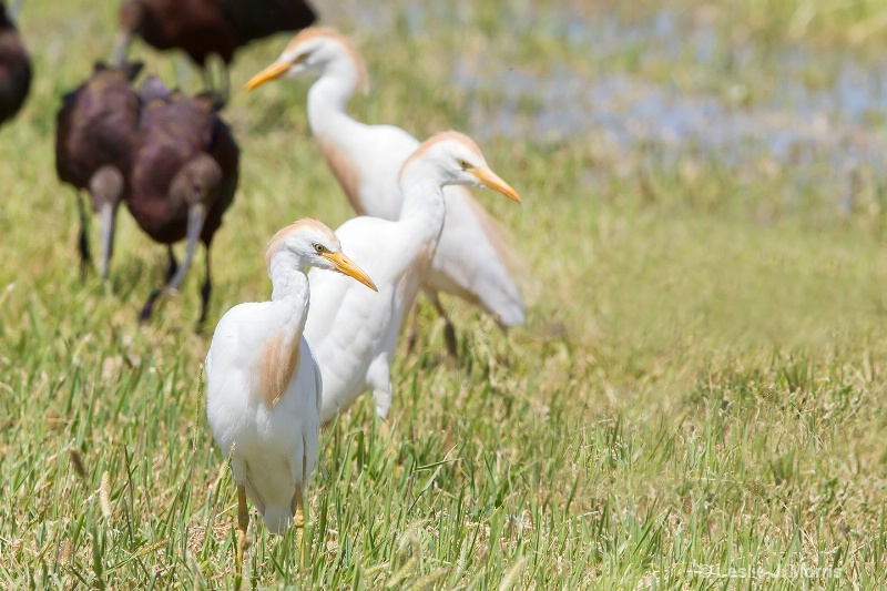 Cattle Egrets and White-faced Ibis - ID: 14790452 © Leslie J. Morris