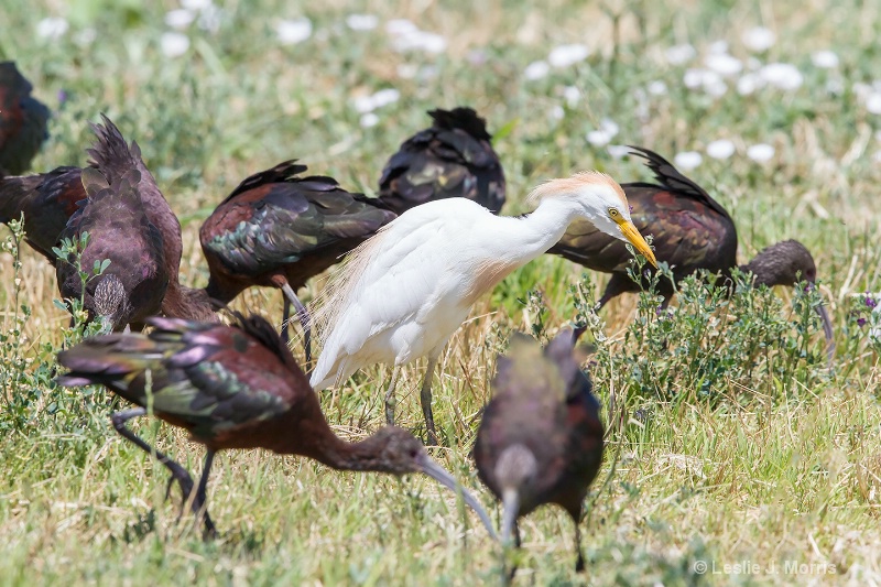 Cattle Egret and White-faced Ibis - ID: 14790453 © Leslie J. Morris