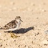 © Leslie J. Morris PhotoID # 14790471: Western Sandpiper