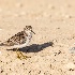 © Leslie J. Morris PhotoID # 14790471: Western Sandpiper