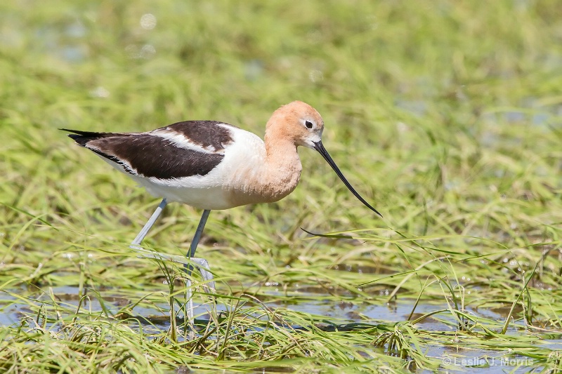 American Avocet