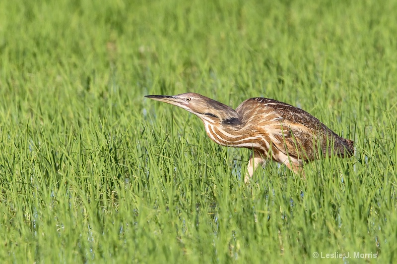 American Bittern