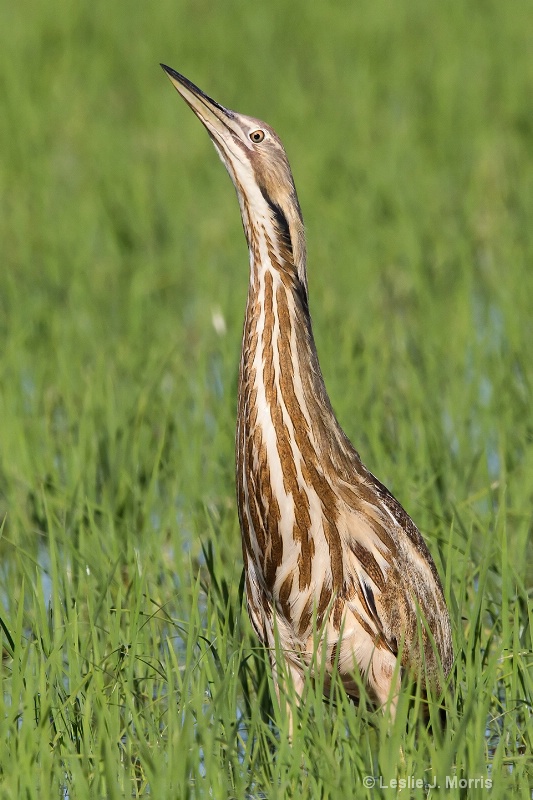 American Bittern