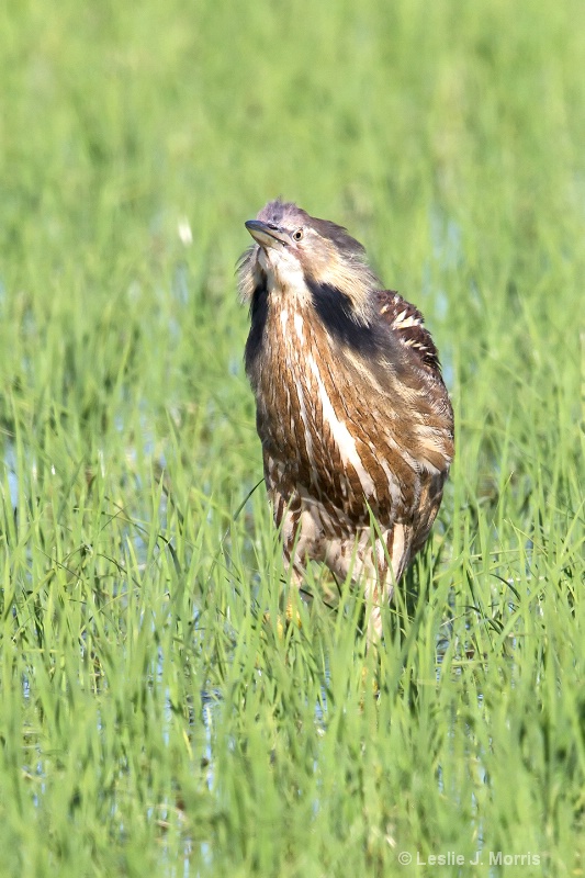 American Bittern - ID: 14790494 © Leslie J. Morris