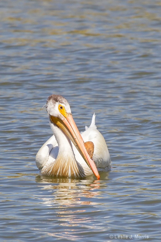 American White Pelican - ID: 14790496 © Leslie J. Morris
