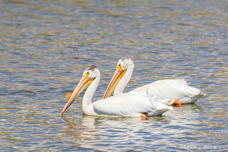 American White Pelican - ID: 14790498 © Leslie J. Morris