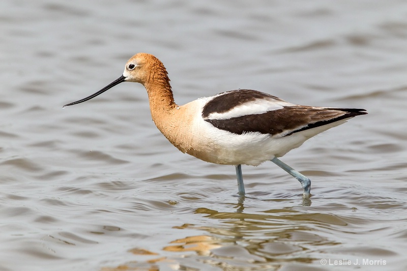 American Avocet