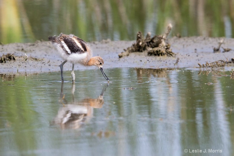 American Avocet