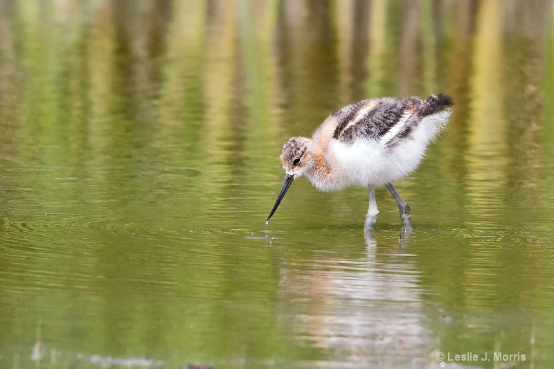 American Avocet