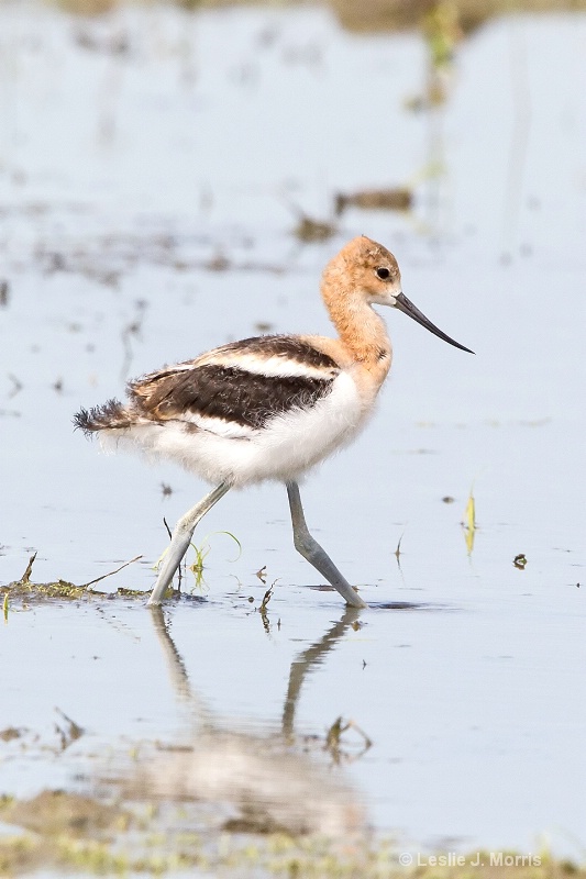 American Avocet