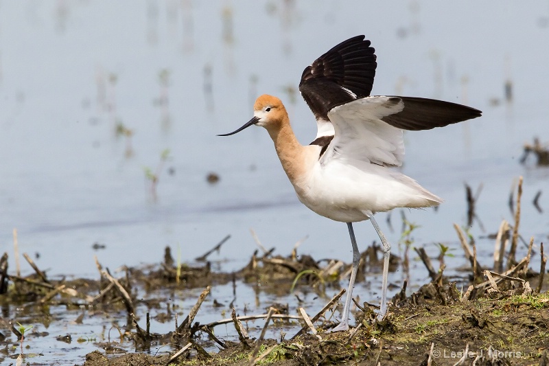 American Avocet