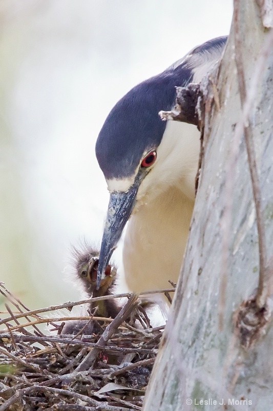 Black-crowned Night Heron - ID: 14790509 © Leslie J. Morris