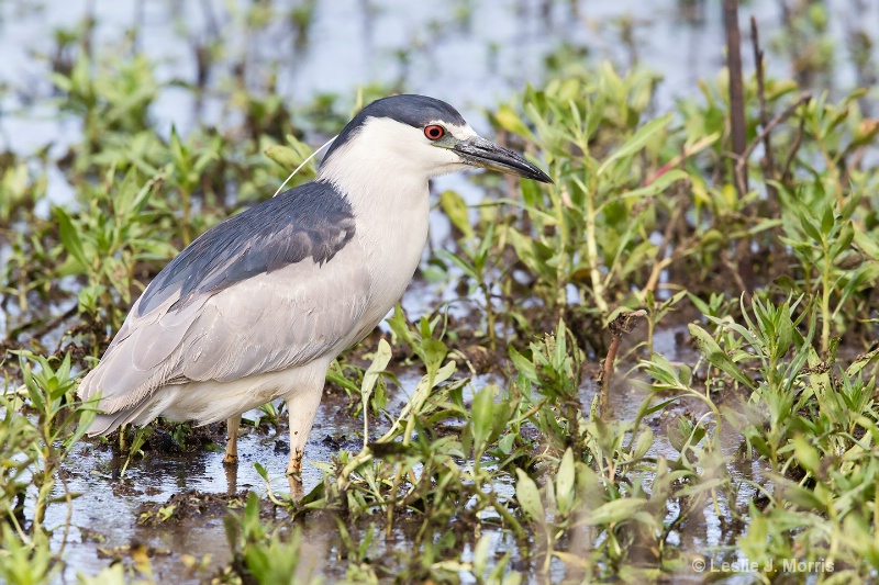 Black-crowned Night Heron - ID: 14790510 © Leslie J. Morris