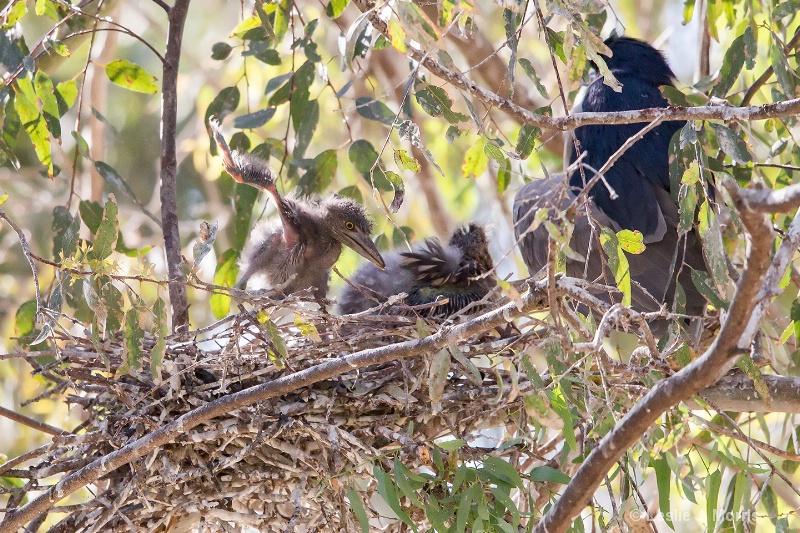 Black-crowned Night Heron - ID: 14790511 © Leslie J. Morris