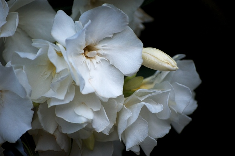 Street Flowers