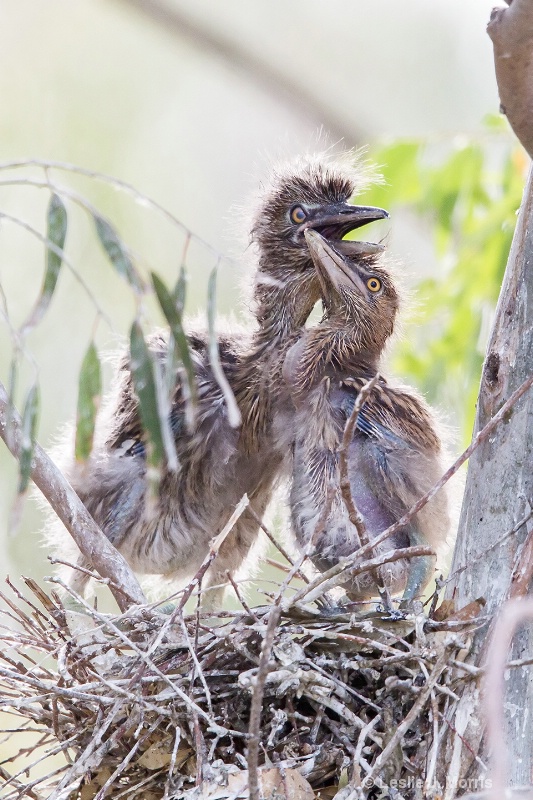 Black-crowned Night Heron