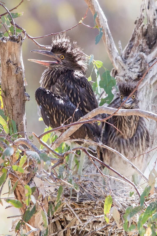 Black-crowned Night Heron