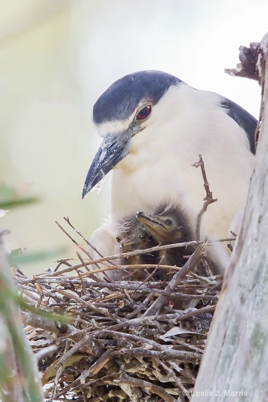 Black-crowned Night Heron - ID: 14790518 © Leslie J. Morris