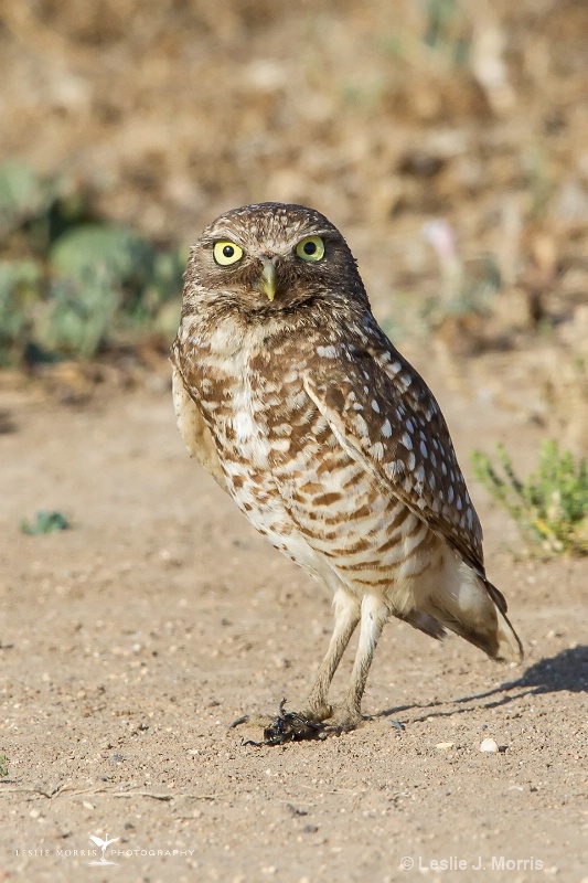 Burrowing Owl - ID: 14790522 © Leslie J. Morris
