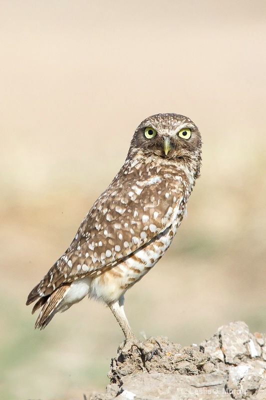 Burrowing Owl - ID: 14790523 © Leslie J. Morris