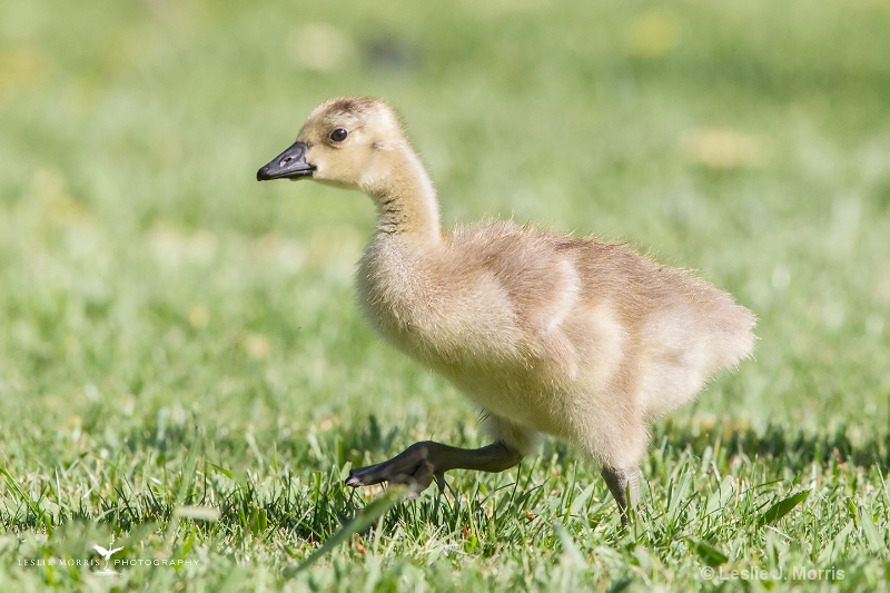 Canada Goose Gosling - ID: 14790525 © Leslie J. Morris
