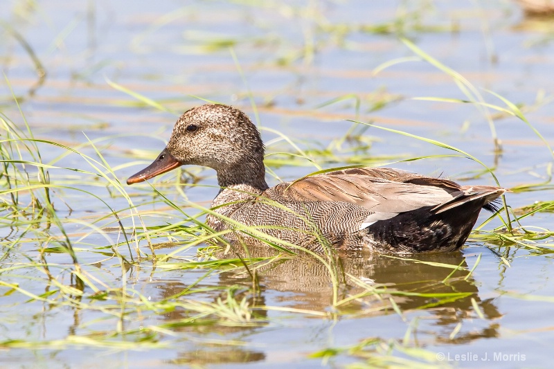 Gadwall - ID: 14790527 © Leslie J. Morris