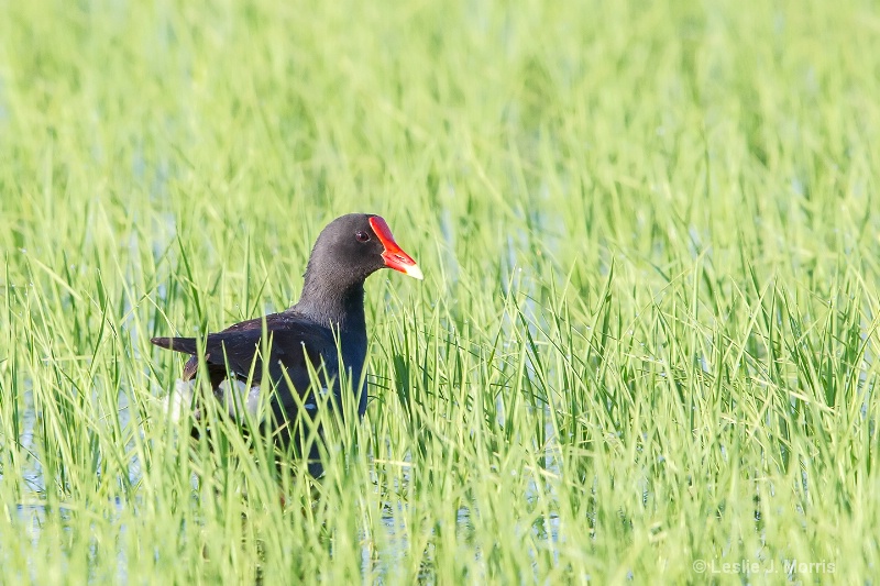 Common Gallinule - ID: 14790528 © Leslie J. Morris