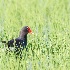 © Leslie J. Morris PhotoID # 14790528: Common Gallinule